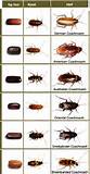 Pest Identification Key Pictures